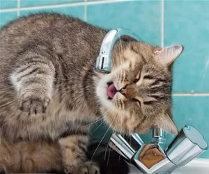 Sink_Time5612_s.webp
