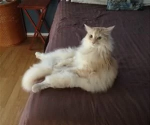 Sitting_Up_Paying_Attention_s.webp