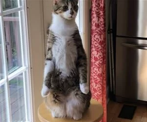 Sitting_Up_Right_s.webp