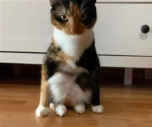 Sittt_s.webp