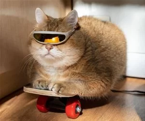 Skater_Cat_Is_Cool_s.webp