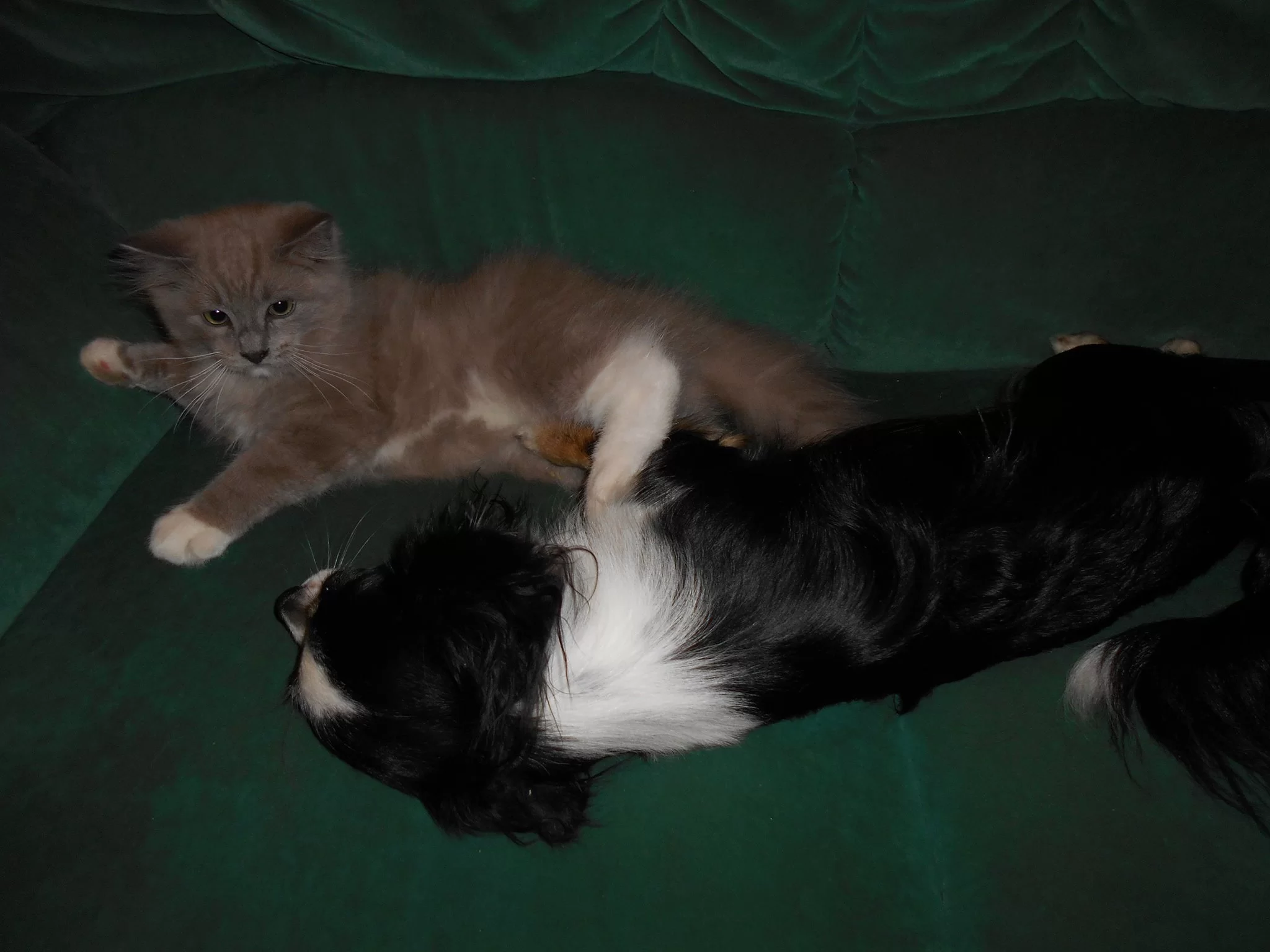skye.webp