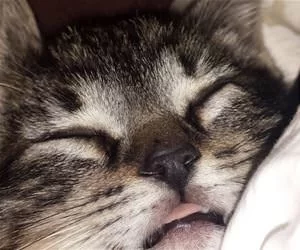 Sleeeeeeeeeeeeep_s.webp