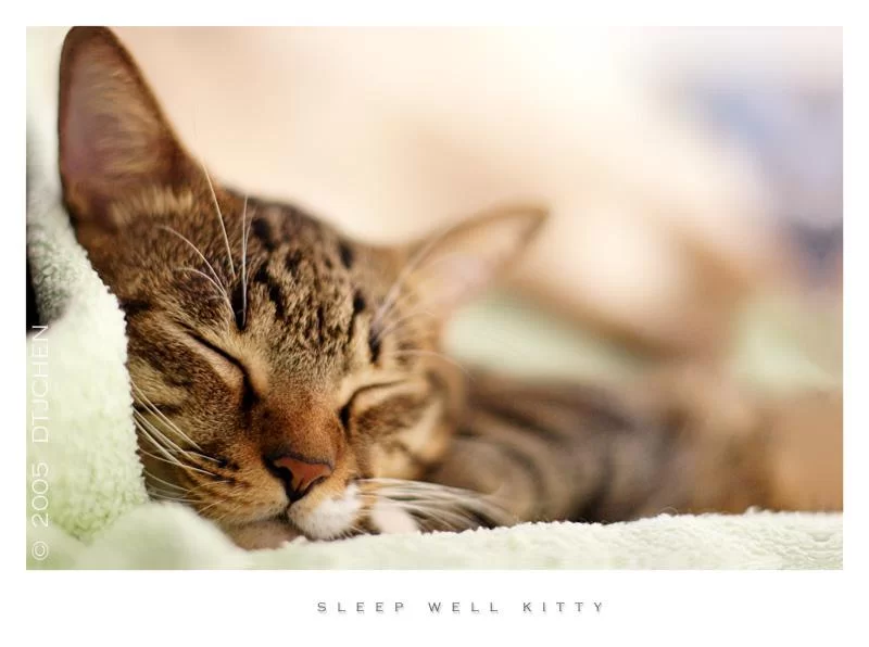 sleep_well_kitty_by_peppue.webp