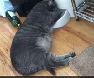 Sleeps_Like_This_Now_s.webp