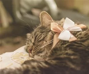 Sleepy_Day_s.webp