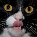 Slikkende-Kat-Tim-Ove-Flickr-150x150.jpg