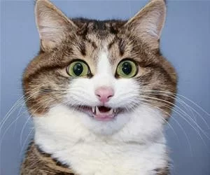 Smile_Big_For_The_Camera_s.webp