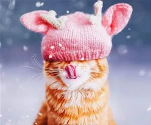 Snow_Is_Falling_s.webp