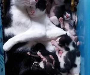 So_Many_Kittys_s.webp