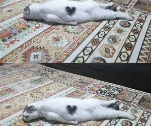 So_Pooped_Out_s.webp