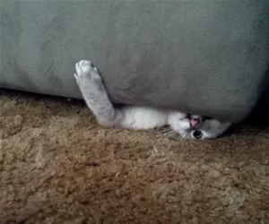 So_Relaxed_Here_s.webp