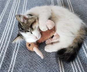 So_Sleepy2886_s.webp