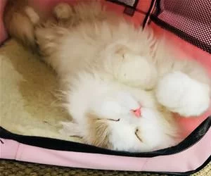 So_Sleepy7300_s.webp