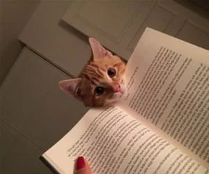 So_What_Are_You_Reading_s.webp