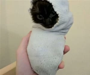 Sock_Kitten8426_s.webp