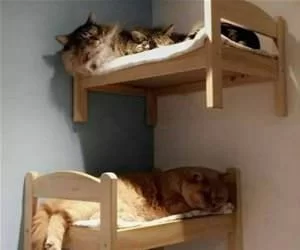 Some_Bunk_Beds_s.webp