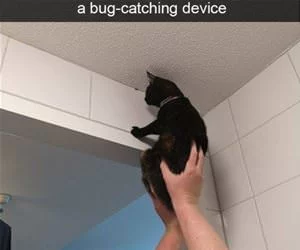 Sometimes_Our_Cat_s.webp