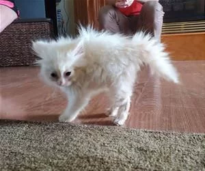 Soooo_Fuzzy_s.webp