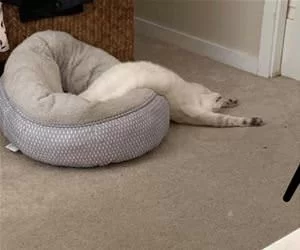 Soooo_Tired_s.webp