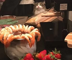 Sooooo_Much_Shrimps_s.webp