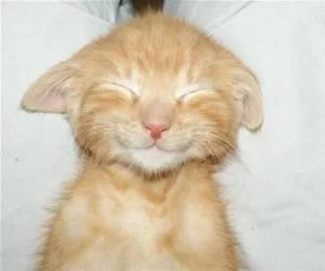 Sooooo_Sleeepy_s.webp