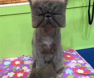Square_Face_s.webp