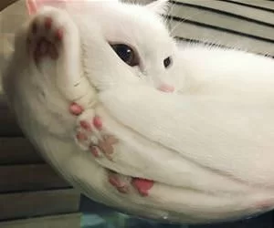 Squooshed_In_s.webp