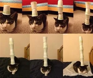 Stackers_s.webp