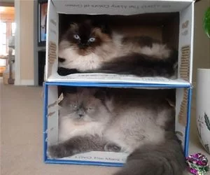Stacking_Boxes_Of_Cats_s.webp