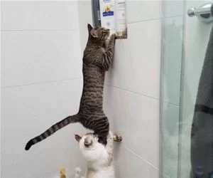 Stacking_Cats5774_s.webp