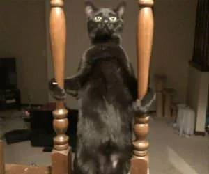 Standing_Up_Tall_Here_s.webp