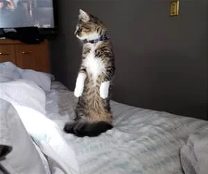 Standing_Very_Tall3663_s.webp