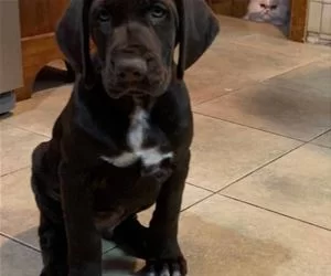 Staring_At_A_New_Pup_s.webp