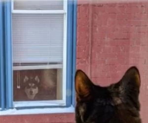 Staring_Each_Other_Down_s.webp