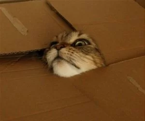 Sticking_My_Head_Out_s.webp