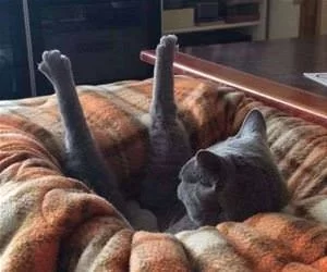 Sticking_My_Legs_Up_s.webp