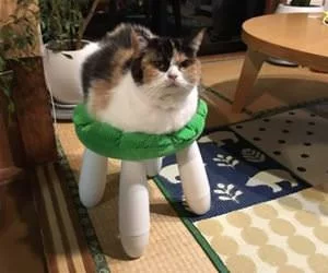 Stool_s.webp