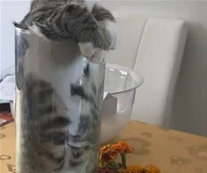 Stuck_In_My_Vase_s.webp