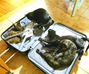 Suitcases_s.webp
