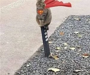 Super_Cat3213_s.webp
