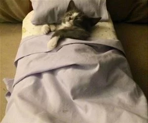 Super_Comfy_s.webp