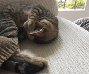 Super_Nap_s.webp