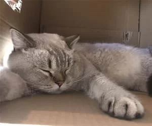 Super_Sleepy_s.webp