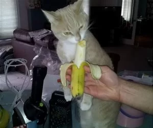 Take_A_Banana_s.webp
