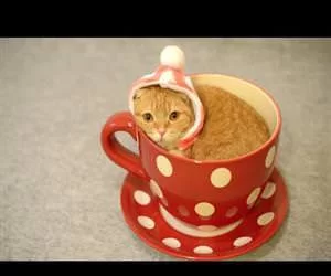 tea-cup-kitty.webp