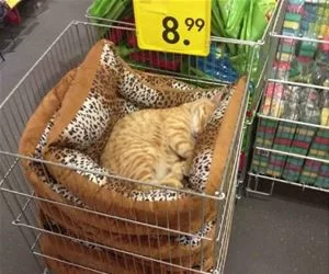 Testing_This_Bed_s.webp