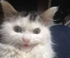 That_Is_A_Smiley_Cat_s.webp