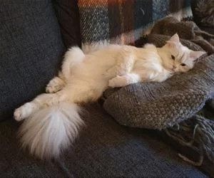 That_Is_A_Very_Relaxed_Cat_s.webp