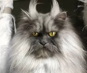 That_Is_A_Weird_Haircut_s.webp